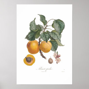 Poster Nectarine