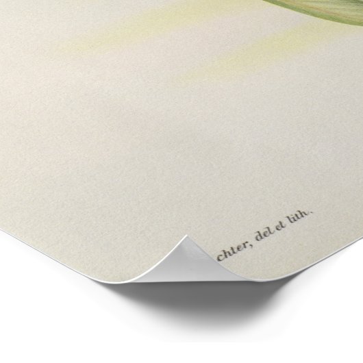 Poster Nectarinia Gouldae (Coin)