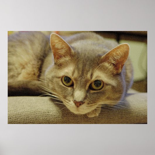 Poster Nedda (Devant)