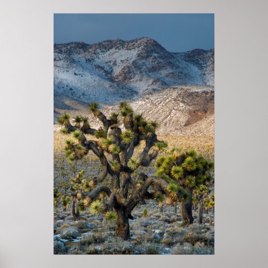 Poster Neige dans la vallée de la mort (Devant)