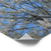 Poster Neige De Flux De Peuplier En Juin Nature (Coin)