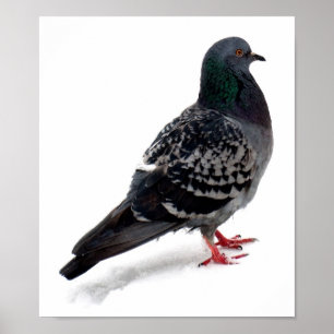 Poster Neige et pigeon