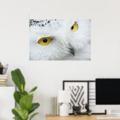 POSTER NEIGE OWL EYES (Bureau à domicile)