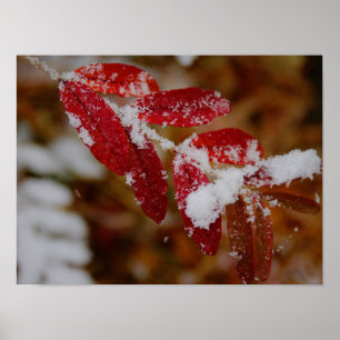 Poster Neige sur feuilles rouges