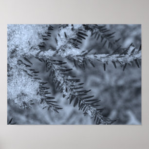 Poster Neige sur les aiguilles de pin