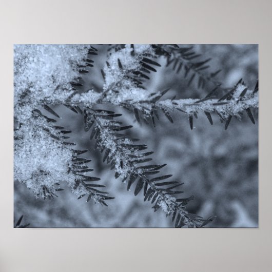 Poster Neige sur les aiguilles de pin (Devant)