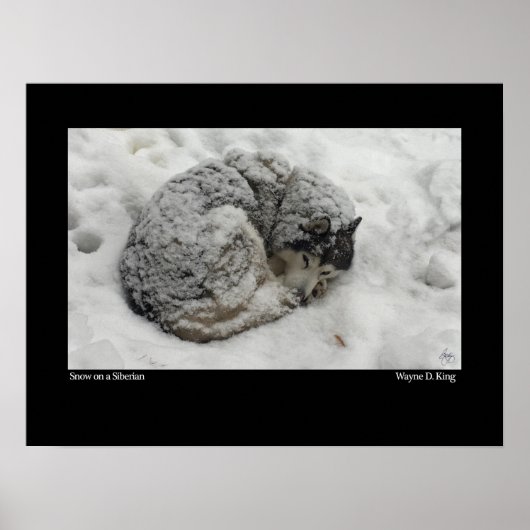Poster Neige sur une Sibérie (Devant)