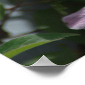 Poster Nelly Moser Clematis 2009 (Coin)