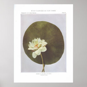 Poster Nelumbo ou Lotus américains - Nelumbo lutea