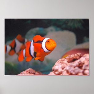 Poster Nemo