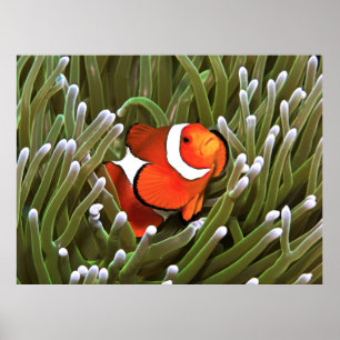 Poster Nemo