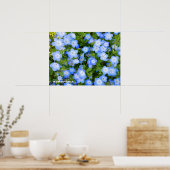 Poster NEMOPHILA（Baby Blue Eyes） (Cuisine)