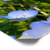 Poster NEMOPHILA（Baby Blue Eyes） (Coin)