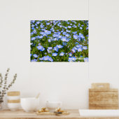 Poster NEMOPHILA（Baby Blue Eyes） (Cuisine)
