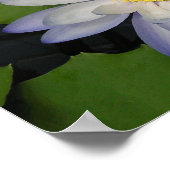 Poster nénuphar (Coin)