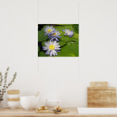 Poster nénuphar (Cuisine)