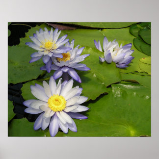 Poster nénuphar