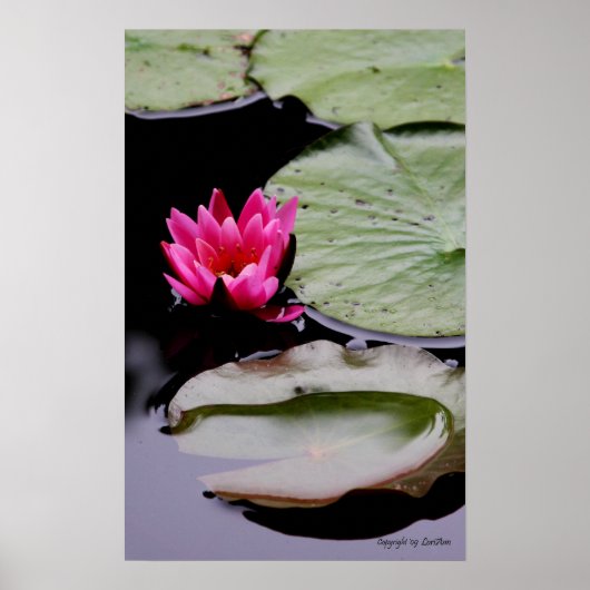 Poster Nénuphar (Devant)