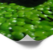 Poster Nénuphar (Coin)