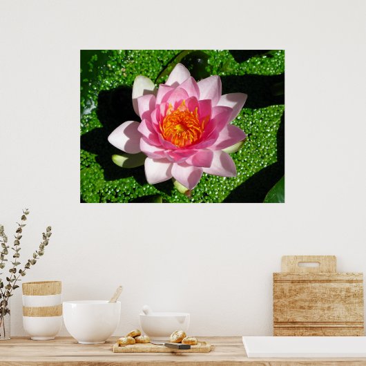 Poster Nénuphar (Cuisine)