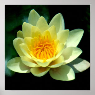 Poster Nénuphar