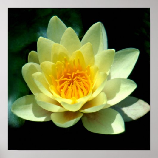 Poster Nénuphar (Devant)