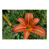 Poster nénuphar brillant (Devant)