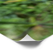 Poster nénuphar brillant (Coin)