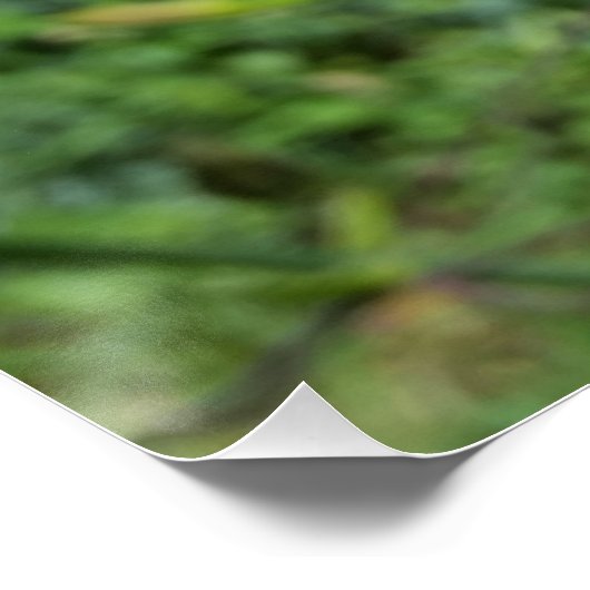 Poster nénuphar brillant (Coin)