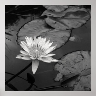 Poster Nénuphar en fleurs