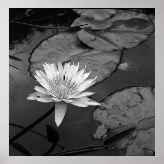 Poster Nénuphar en fleurs (Devant)
