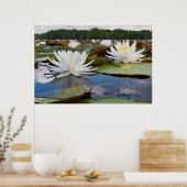 Poster Nénuphar odorant (Nymphaea Odorata) sur Caddo (Cuisine)
