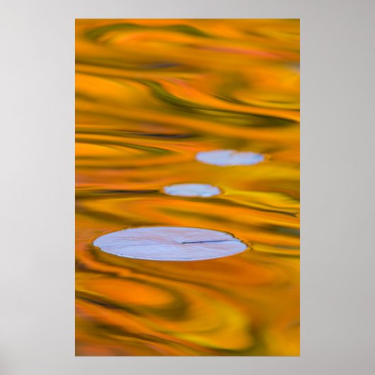 Poster Nénuphar sur eau orange, Canada (Devant)