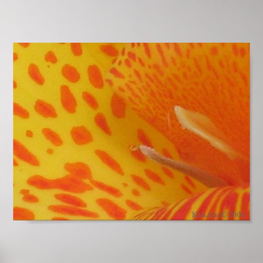 Poster nénuphar tacheté (Devant)