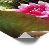 Poster Nénuphar Zen 27.94x21.59cm (Coin)