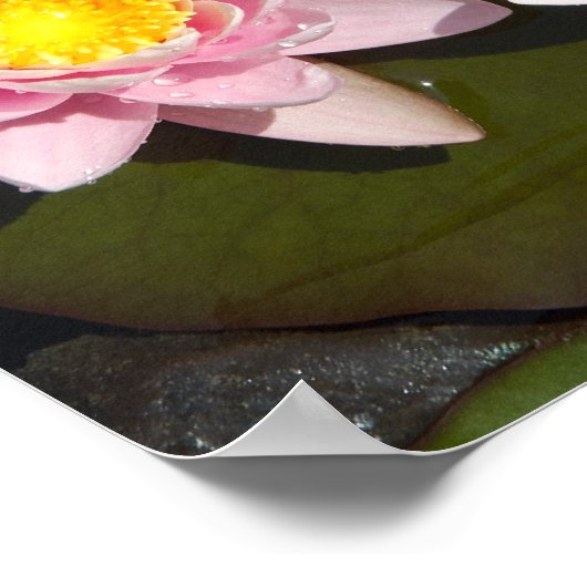 Poster Nénuphars (Coin)