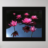 Poster Nénuphars (Devant)