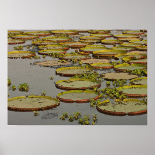 Poster Nénuphars géants ou Victoria Lilies Victoria amazo