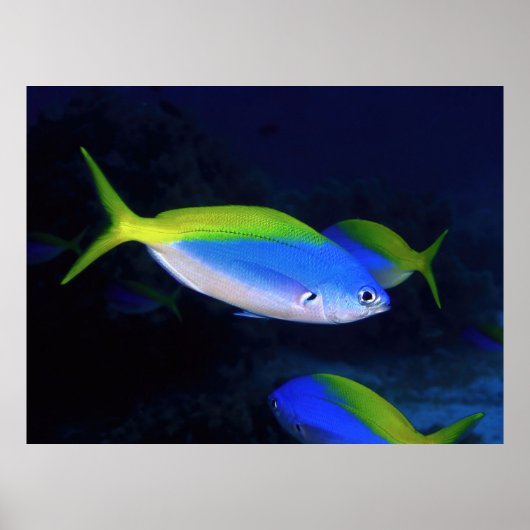 Poster Neon (Devant)