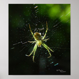 Poster Neon Green Spider