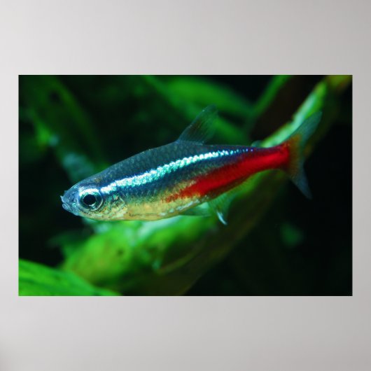 Poster Neon Tetra Fish Paracheirodon Innesi (Devant)