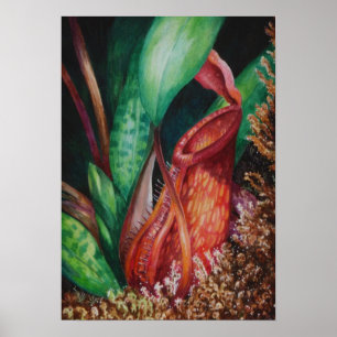 Poster Nepenthes d'affiche d'art d'aquarelle de Mesilau