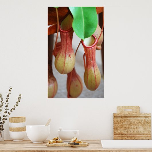 Poster Nepenthes Dangling (Cuisine)