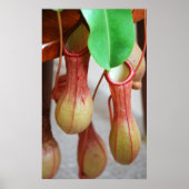 Poster Nepenthes Dangling (Devant)