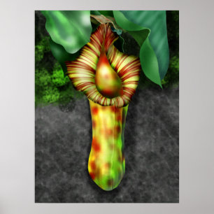 Poster Nepenthes, Pitcher Plant Illustration