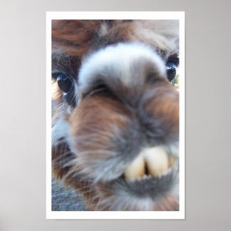 Poster Nerdy Llama