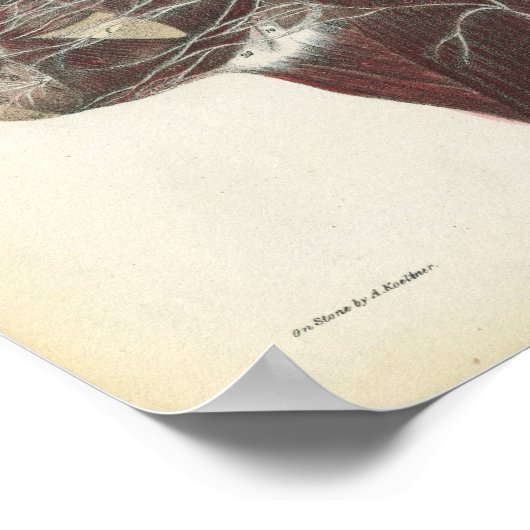 Poster Nerfs de l'anatomie du cou Imprimer (Coin)