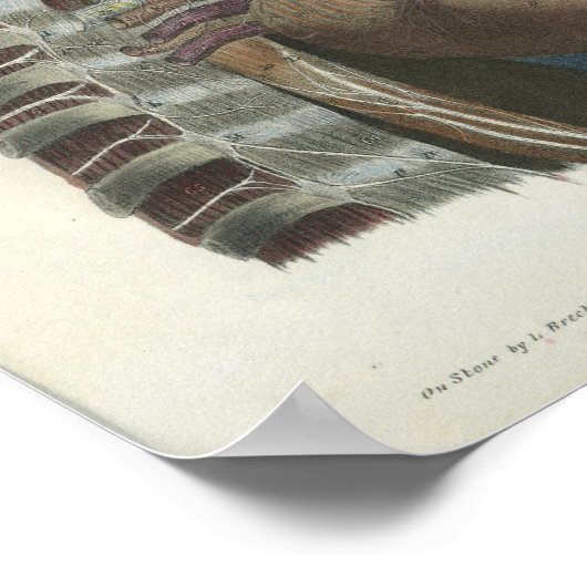 Poster Nerfs de l'anatomie du cou Imprimer (Coin)