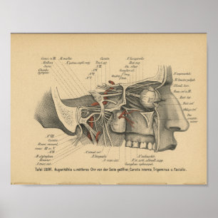 Poster Nerfs faciaux d'impression d'anatomie d'Allemand