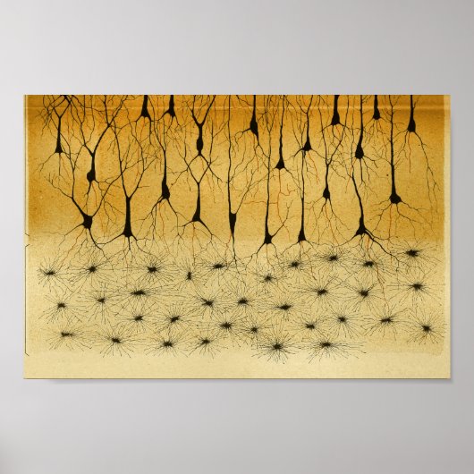 Poster Nerfs vintages du système nerveux central 1886 (Devant)